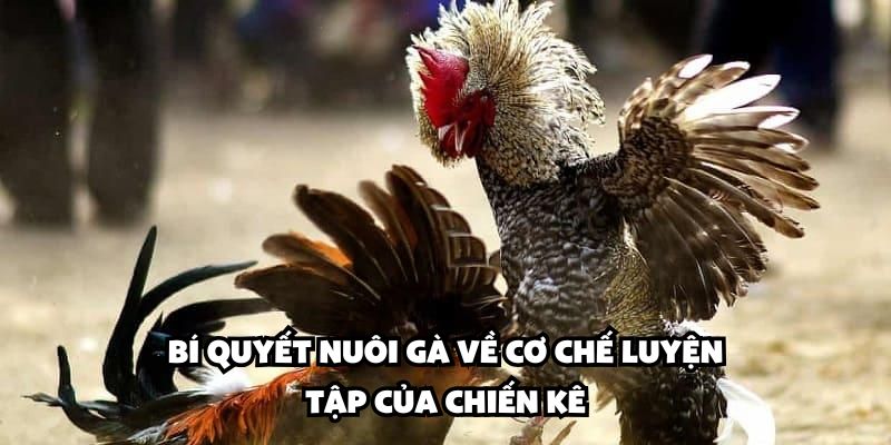 Bí quyết nuôi gà về cơ chế luyện tập của chiến kê