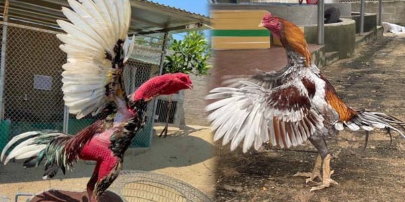 Đúc gà chọi chính xác là việc phối giống giữa con trống và mái