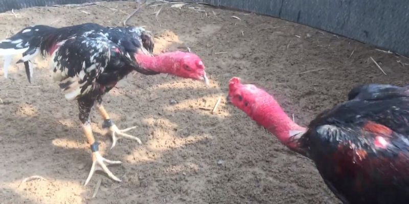 Hai điều lưu ý trong quá trình đúc gà chọi