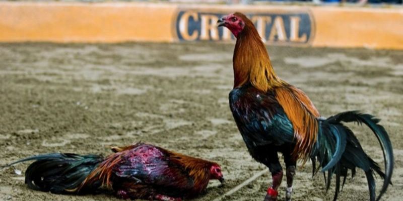 Peru thuộc một trong top 7 giống gà đá xuất sắc nhất hiện nay