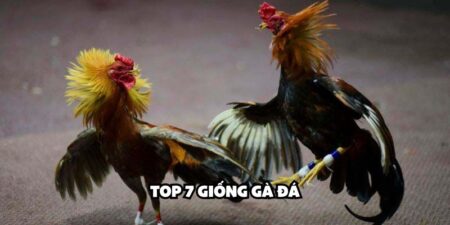 top 7 giống gà đá